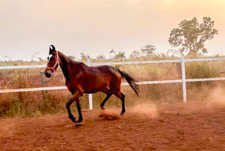 A Trip to the Stud Farm
